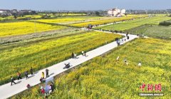 （乡村行·看振兴）江西樟树千亩油菜花开 农文旅融合助增收